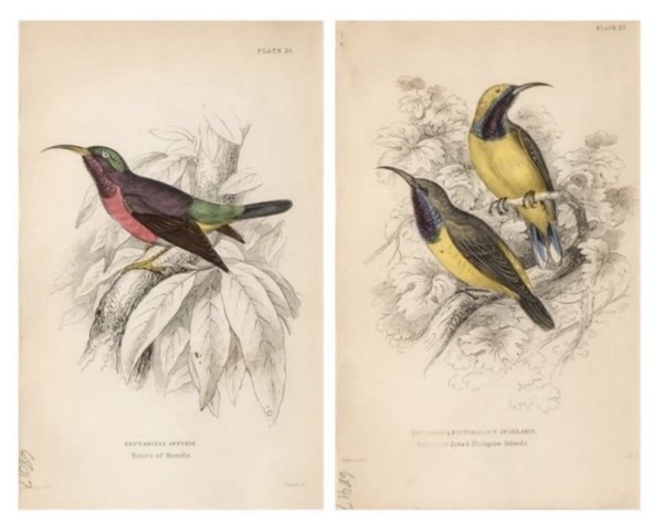 William Jardine (1800–1874) - A lot of 2 engravings of 'Nectarinia Affinis' and 'Nectarinia Pectoralis / N. Jugularis'