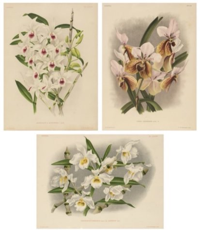Jean Jules Linden (1817–1898) - A lot of 3 litographs of Lindenia plants
