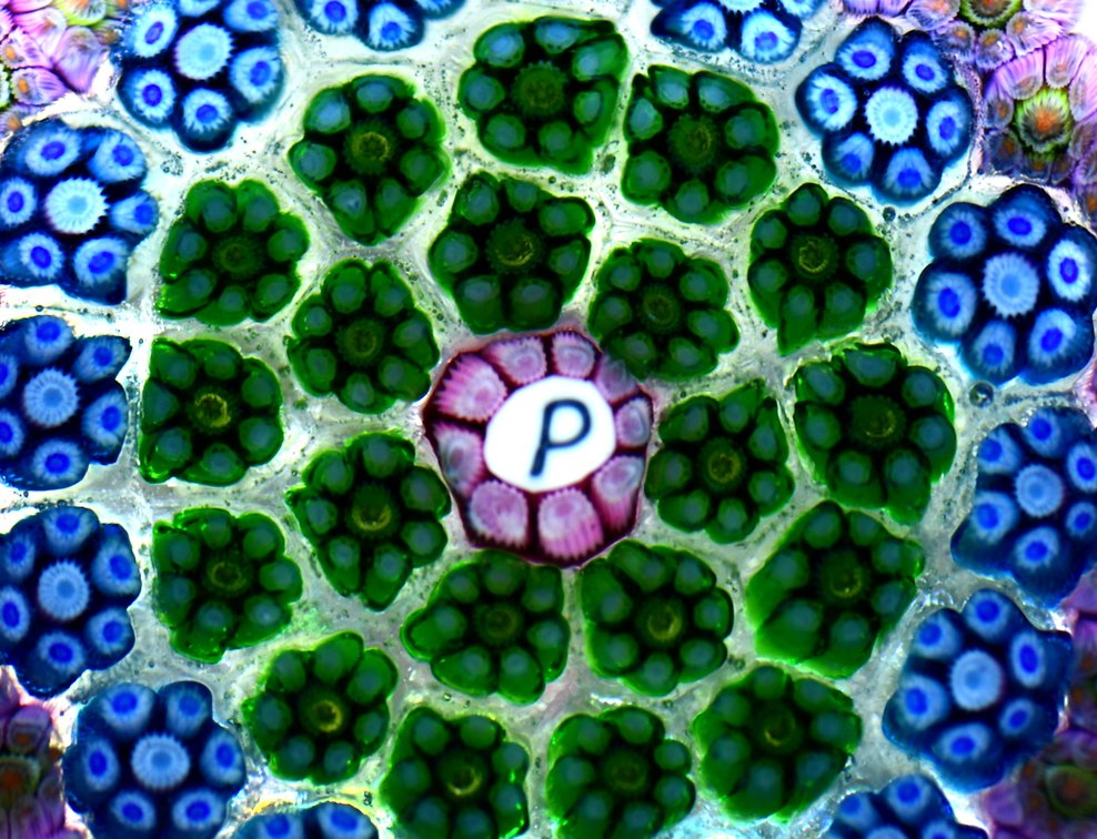 Perthshire Millefiori Star Pattern 1982