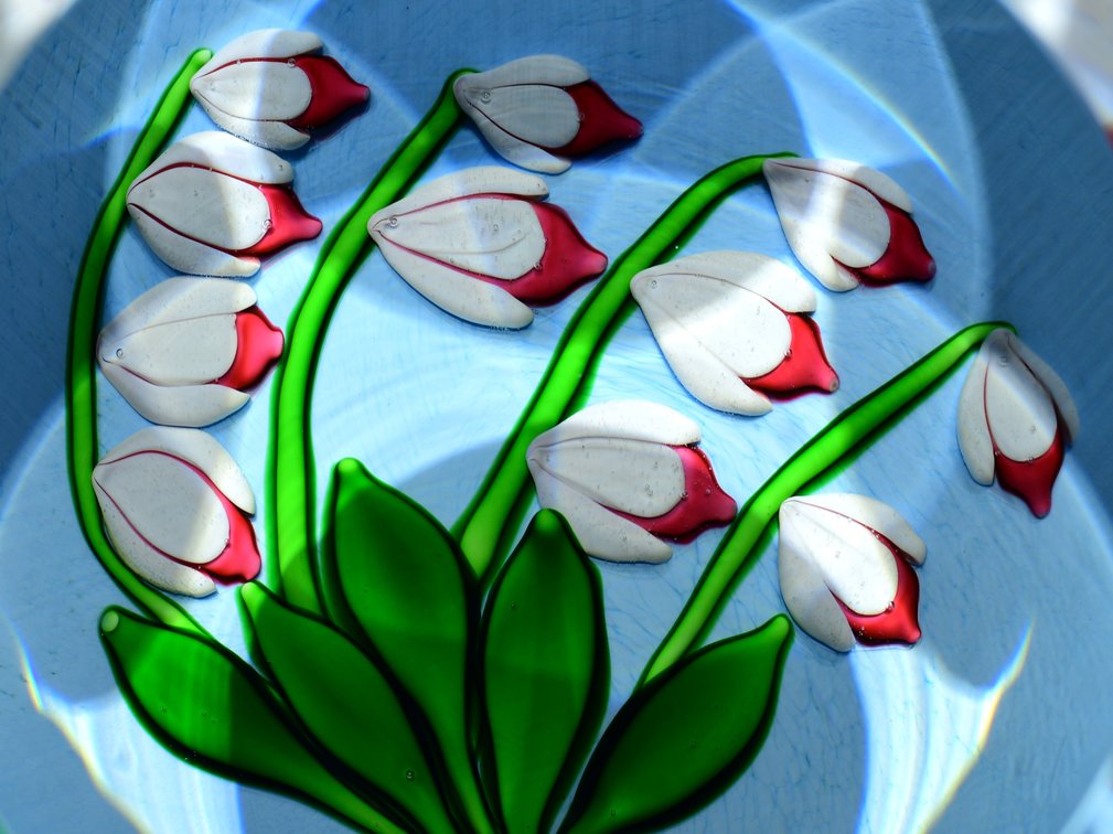 St. Louis Lily of the Valley 1986