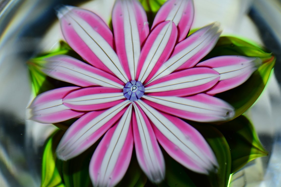 Perthshire Faceted Dahlia Flower 1985