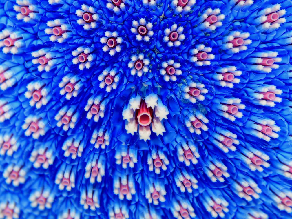 St. Louis Blue Millefiori Carpet Ground 1982