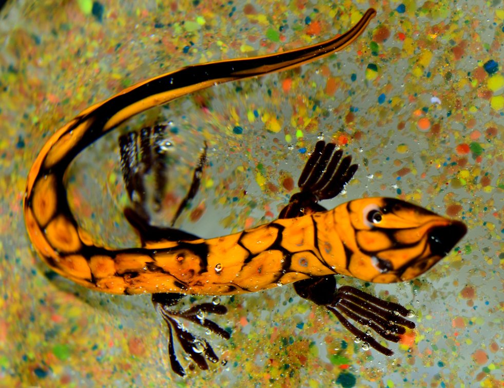 Harold J. Hacker Lampwork Lizard