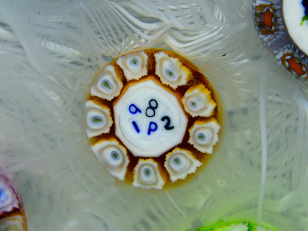 Perthshire Spaced Millefiori 1982