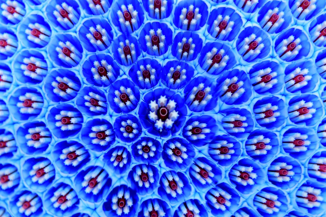 St. Louis Blue Millefiori Carpet Ground 1981