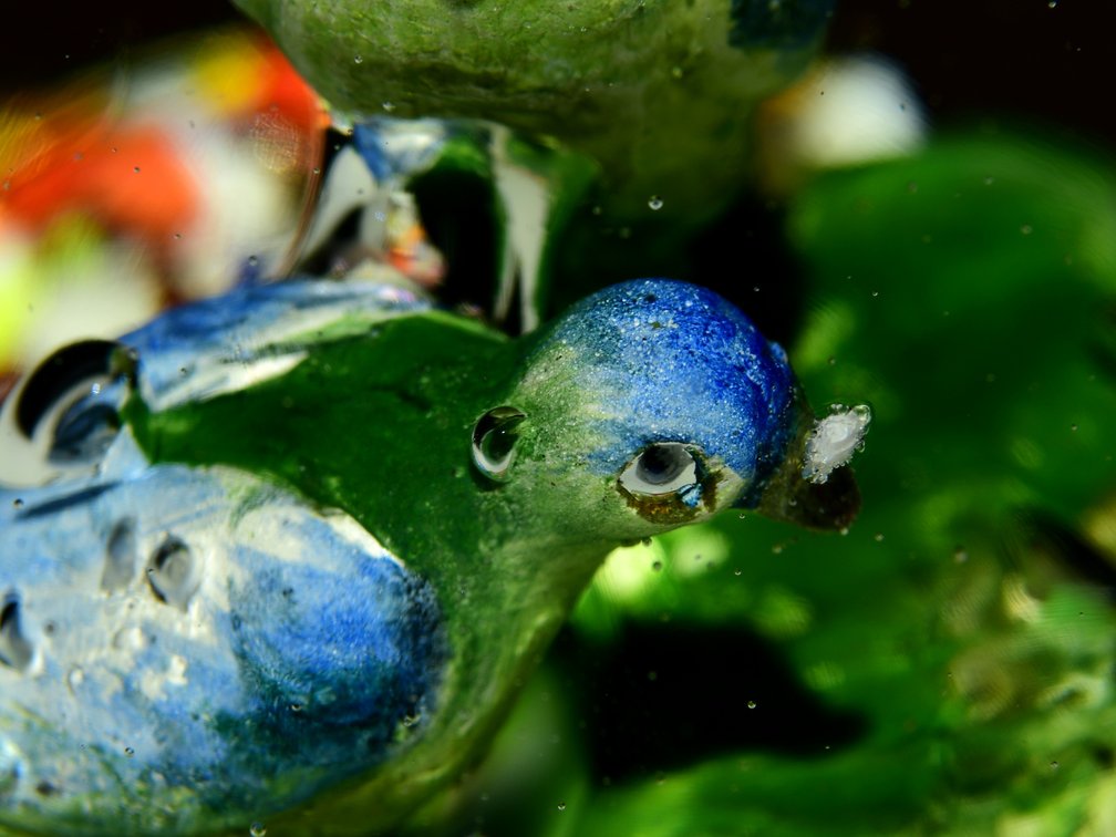 Blue Birds on Mottled Ground