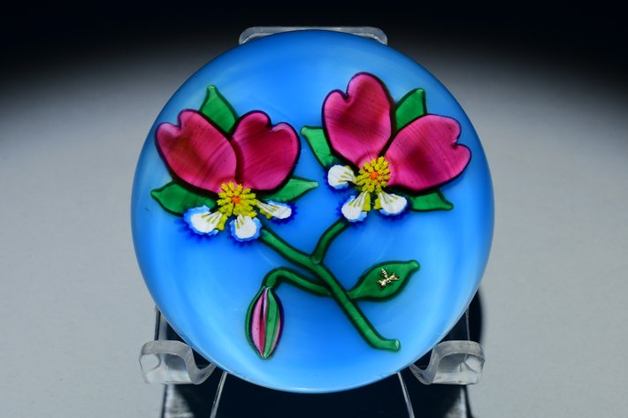 Charles Kaziun Double Pansy Flowers