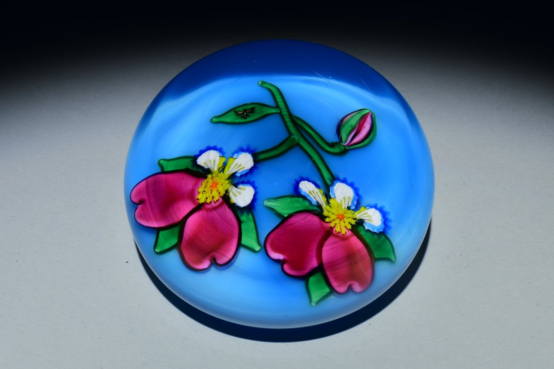 Charles Kaziun Double Pansy Flowers