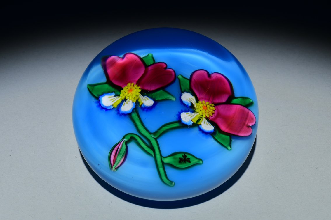 Charles Kaziun Double Pansy Flowers