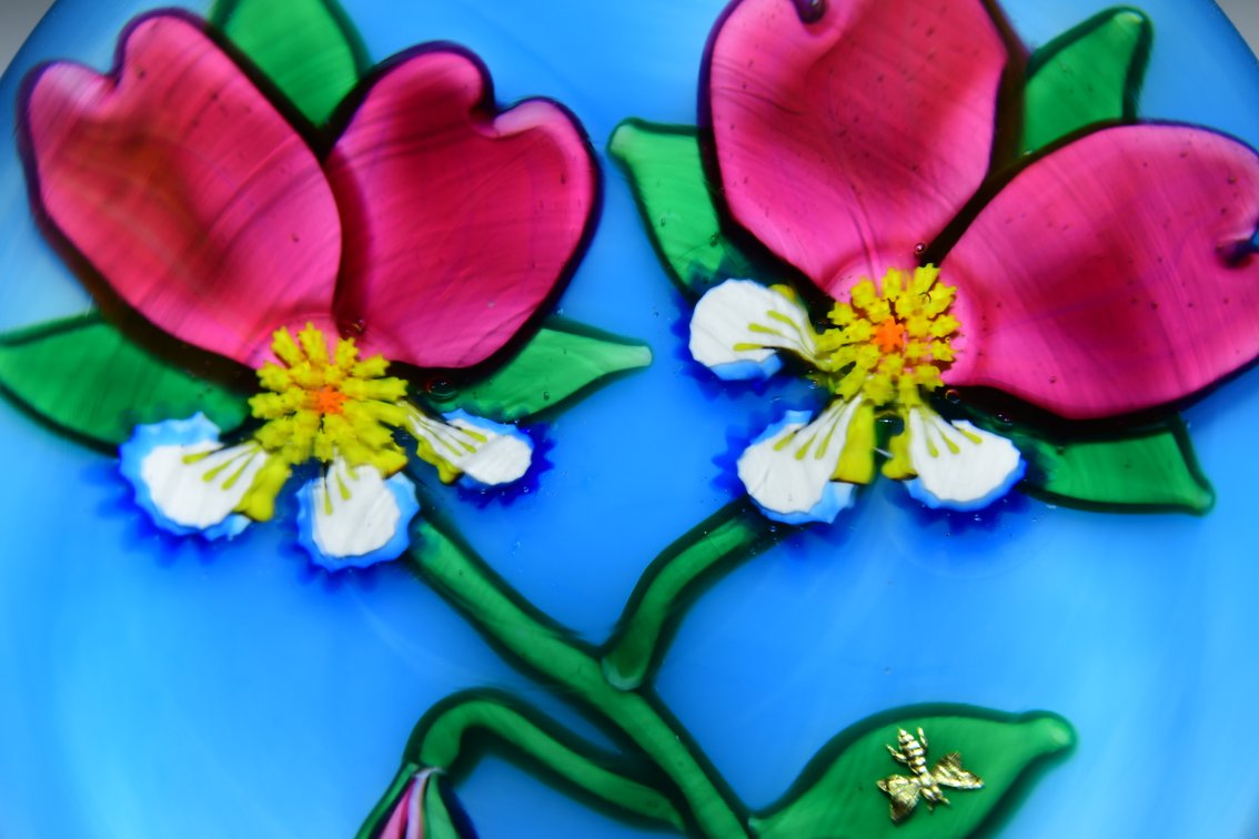 Charles Kaziun Double Pansy Flowers