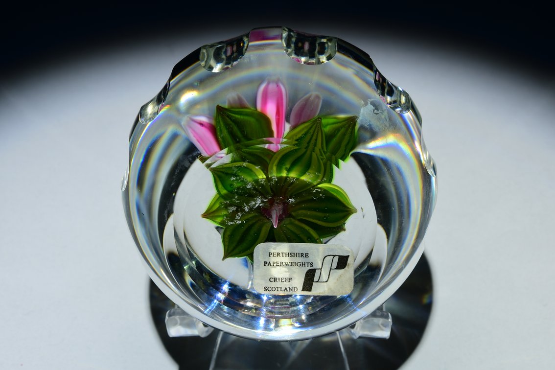 Perthshire Faceted Dahlia Flower 1985