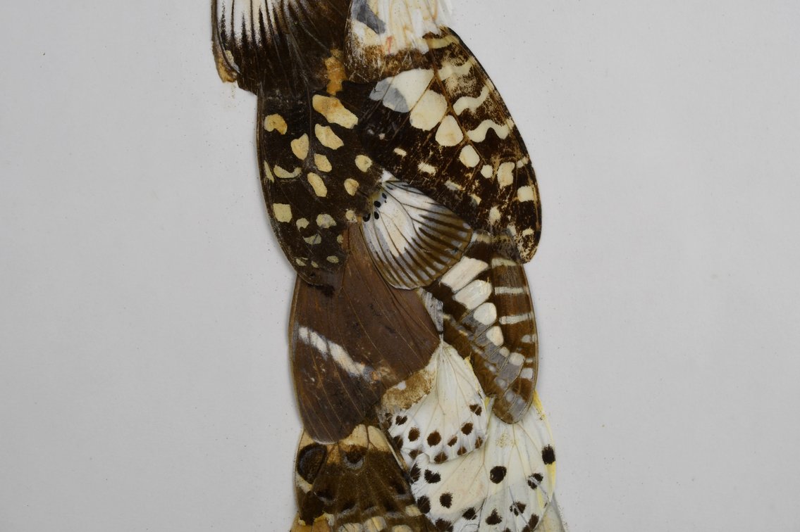 Alpheus Bonga Butterfly Wing Collages, photo 6 of 17