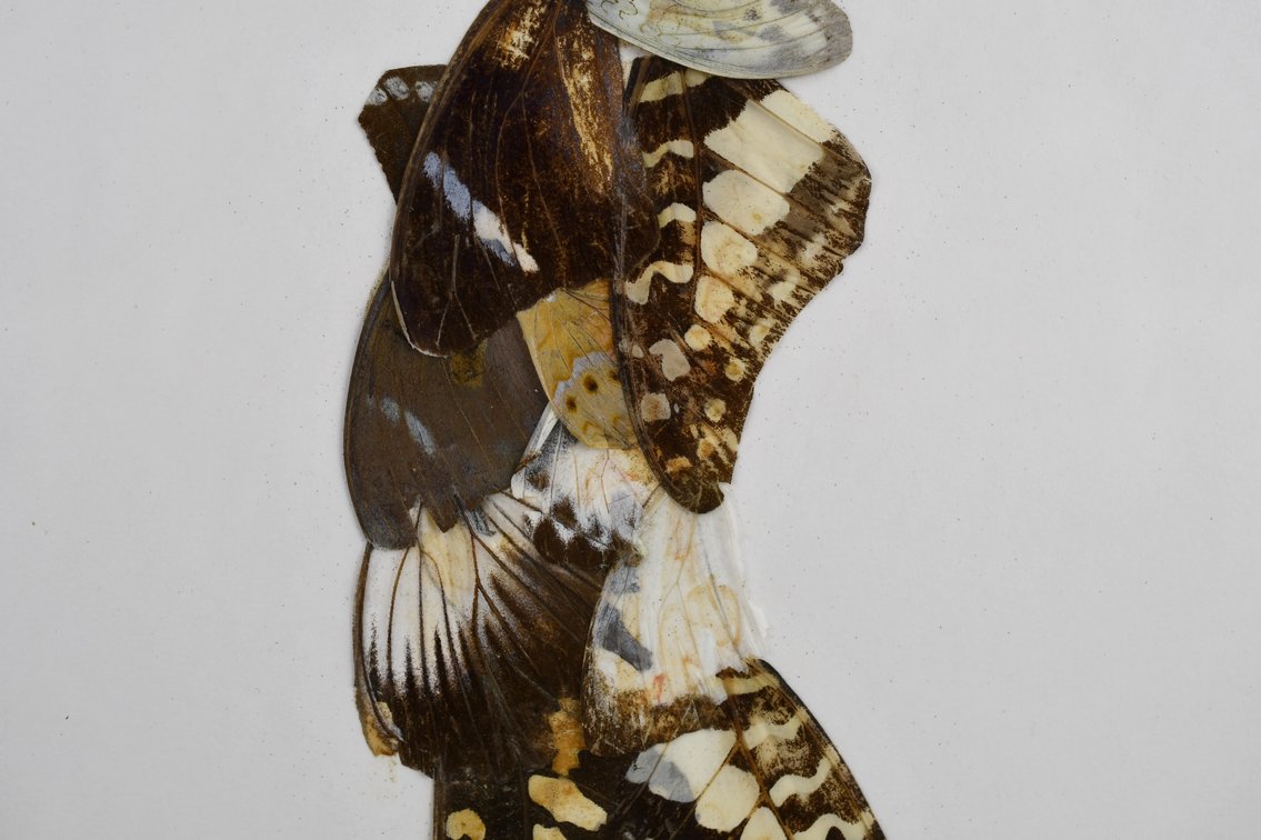 Alpheus Bonga Butterfly Wing Collages, photo 5 of 17
