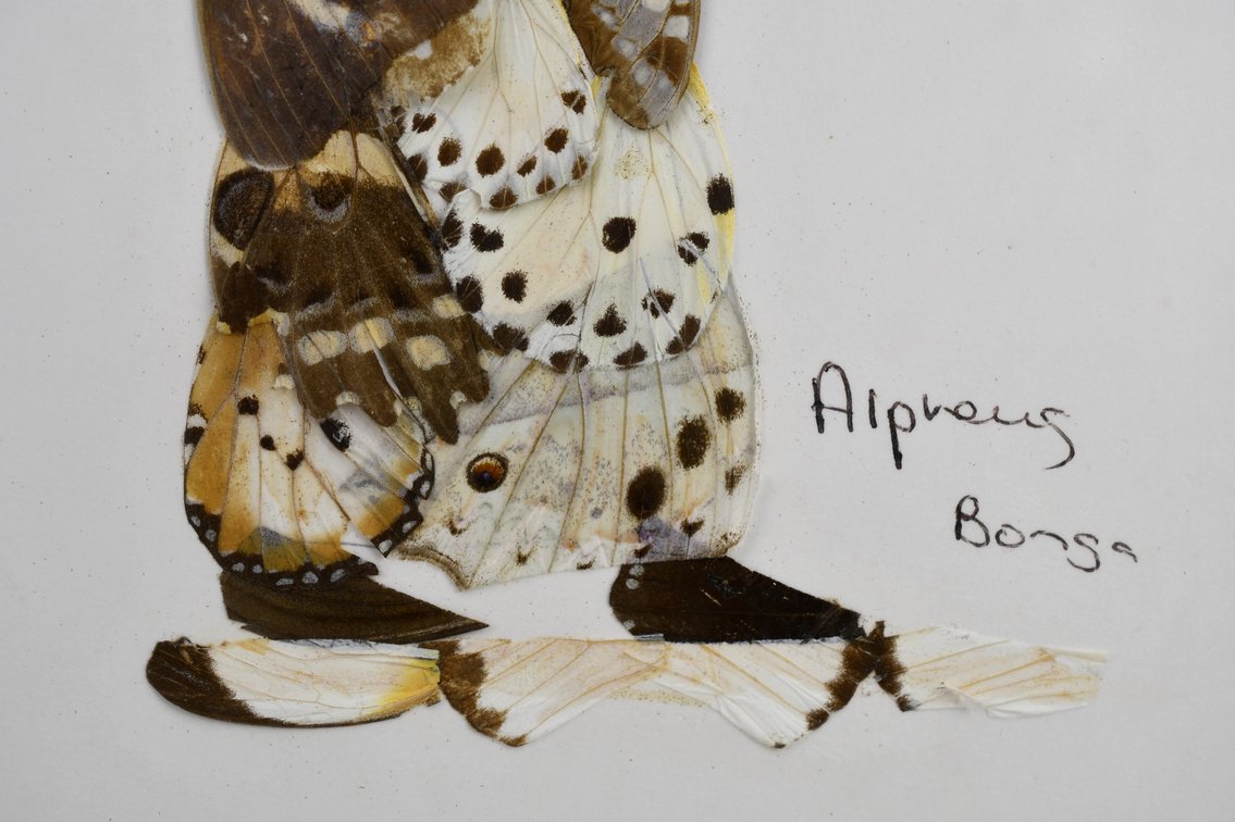 Alpheus Bonga Butterfly Wing Collages, photo 7 of 17