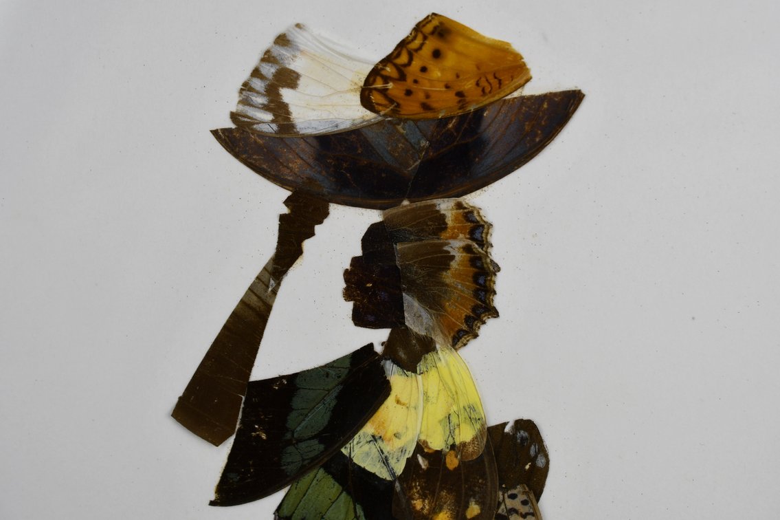Alpheus Bonga Butterfly Wing Collages, photo 12 of 17