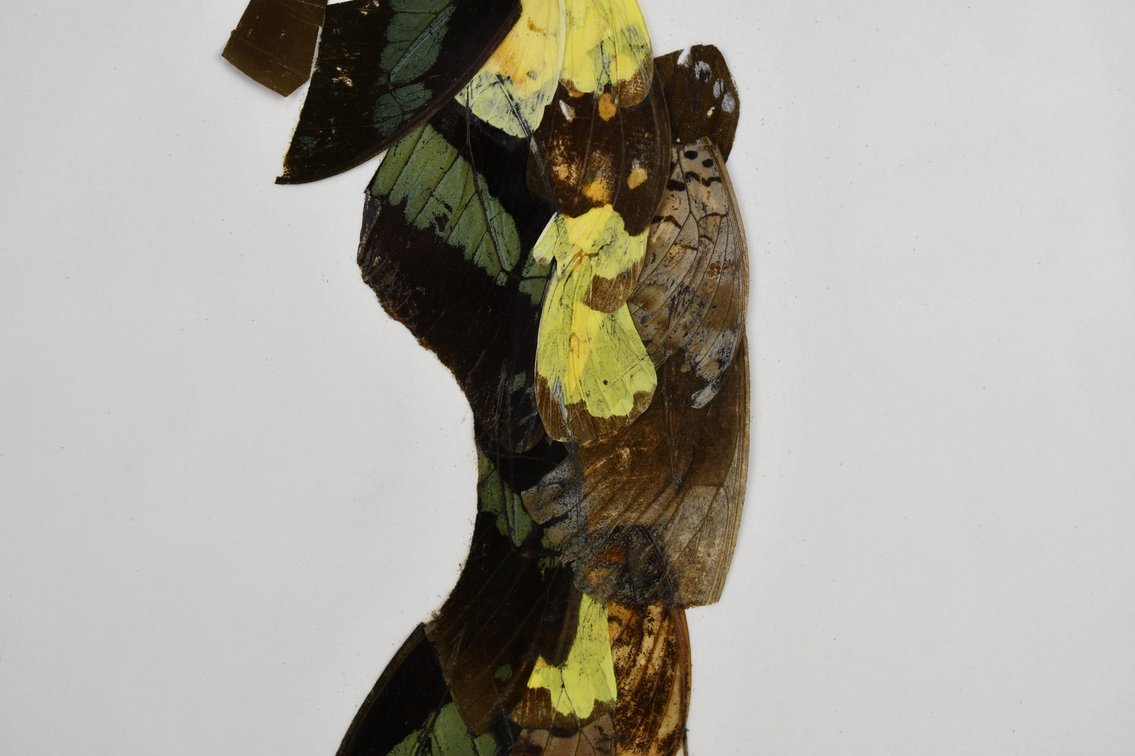 Alpheus Bonga Butterfly Wing Collages, photo 13 of 17