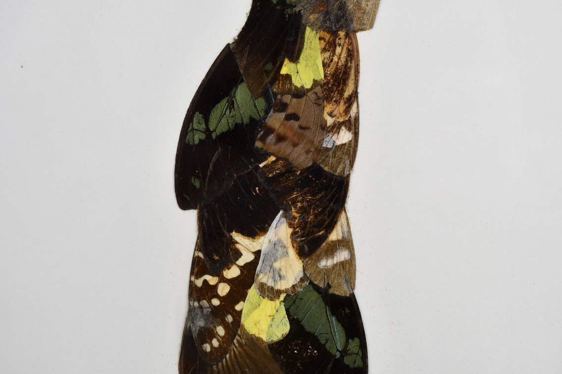 Alpheus Bonga Butterfly Wing Collages, photo 14 of 17