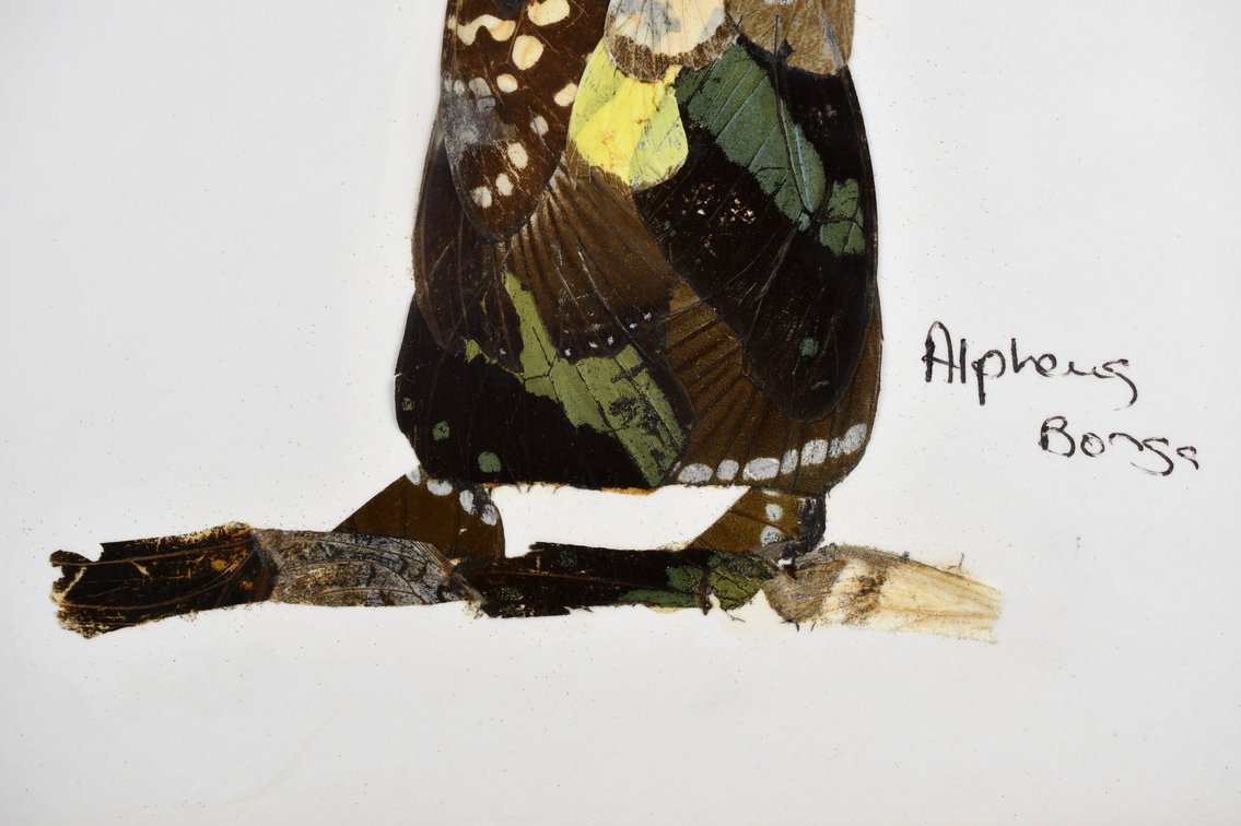 Alpheus Bonga Butterfly Wing Collages, photo 15 of 17