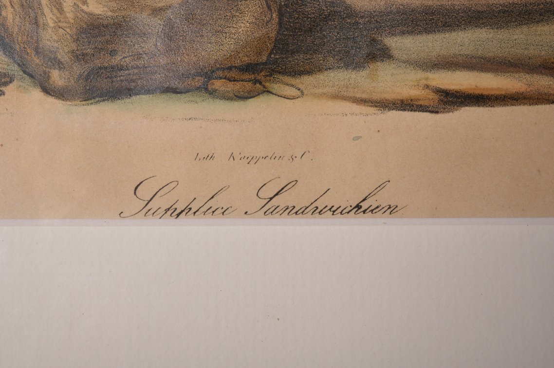 Jacques Arago and Murin, Supplice Sandwichien and Enos, Rolling Fiber, photo 5 of 13