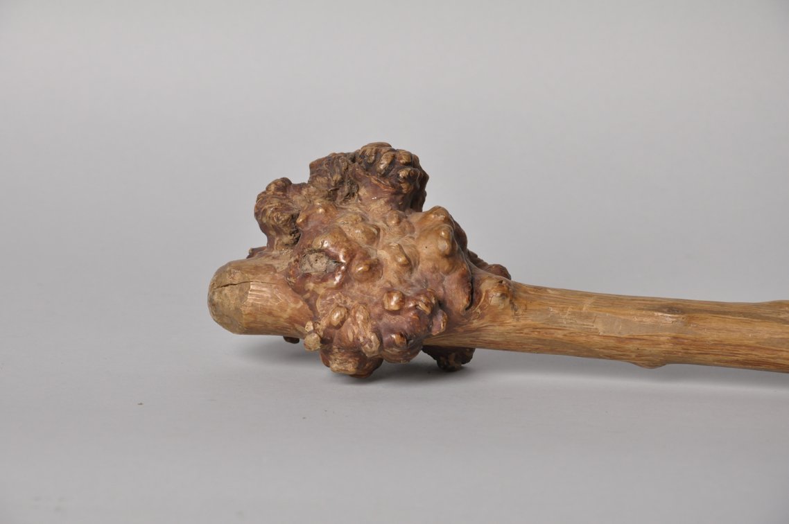 Penobscot Bay Birch Root War Club, photo 7 of 10