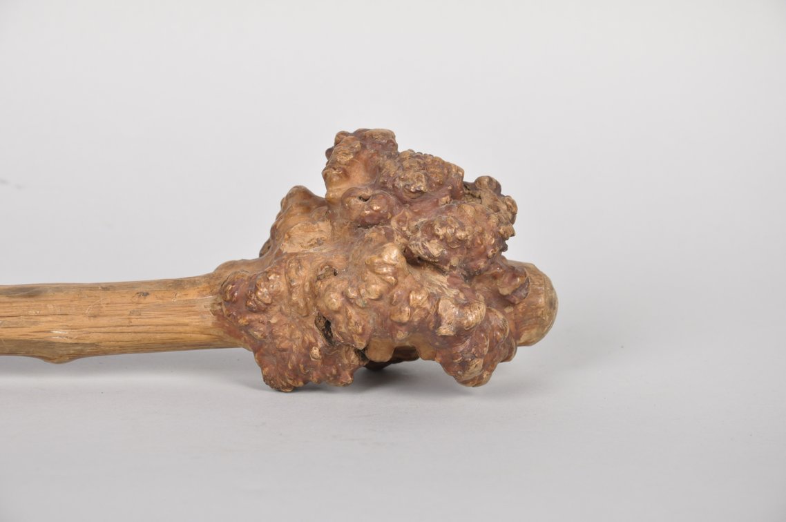 Penobscot Bay Birch Root War Club, photo 4 of 10