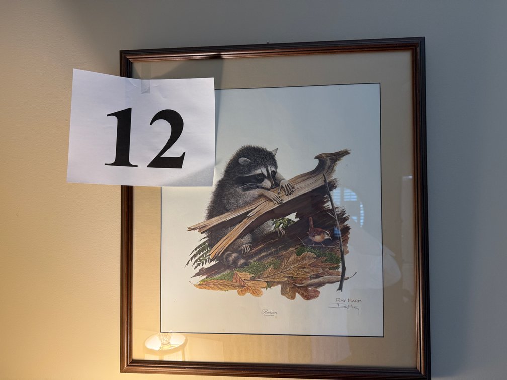 RAY HARM PRINT: RACCOON, FRAMED AND MATTED PRINT