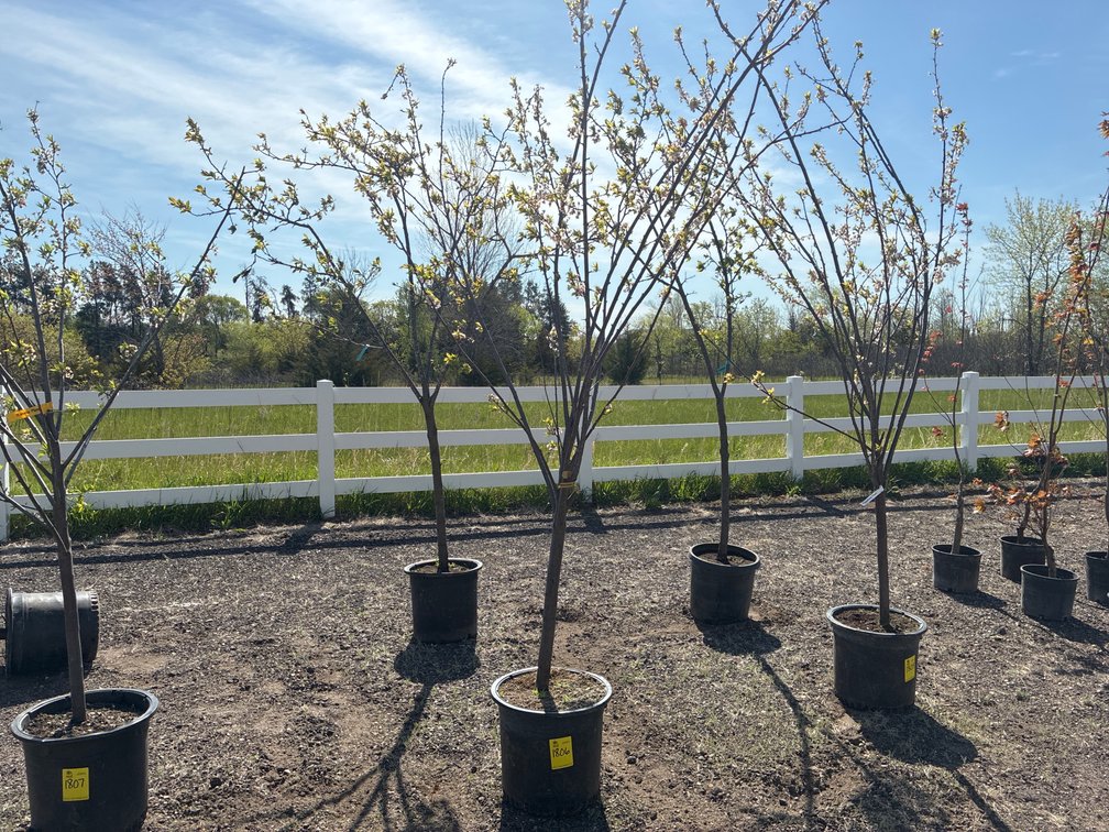 1- Pipestone Plum, 1- Pembina Plum