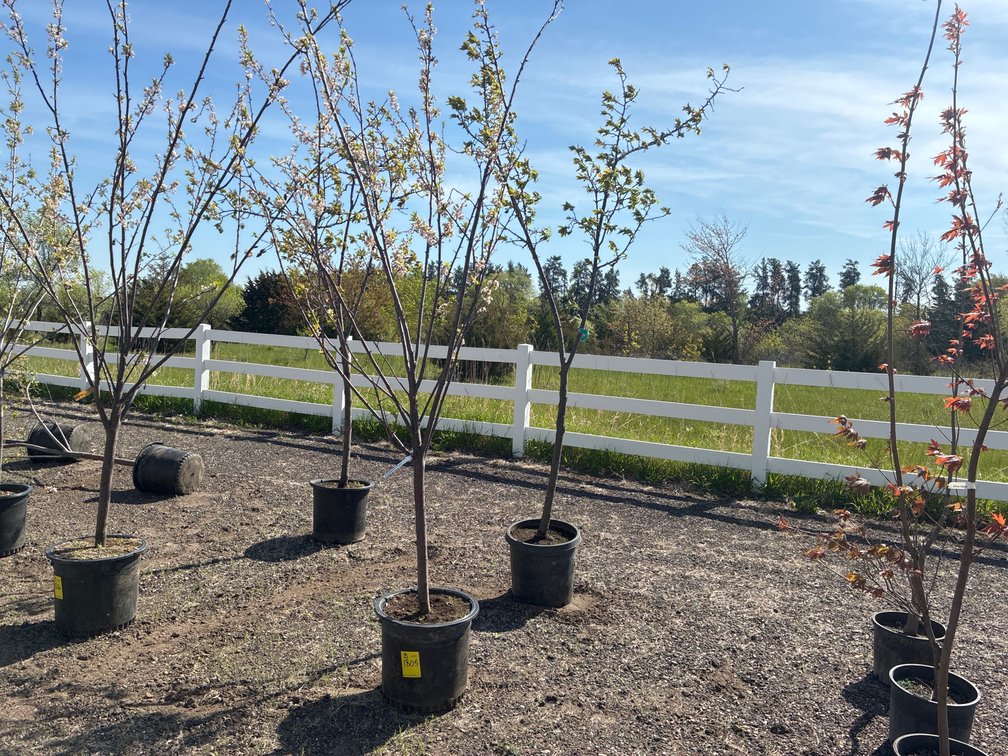 1- Pipestone Plum, 1- Pembina Plum