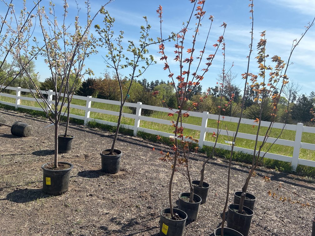 3- Silver Maple