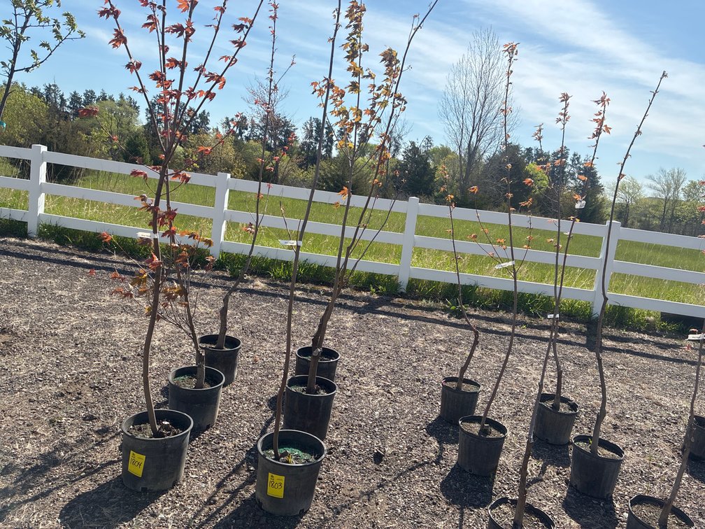 3- Silver Maple