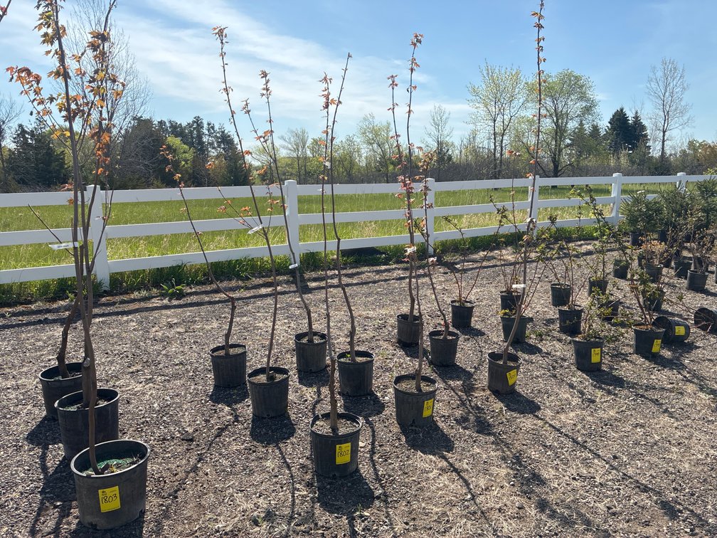 3- Silver Maple