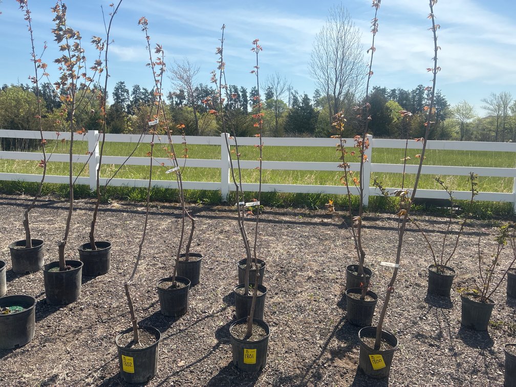 3- Silver Maple