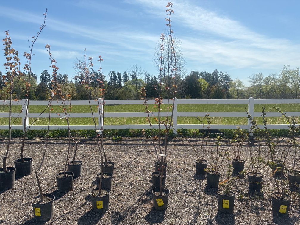 3- Silver Maple