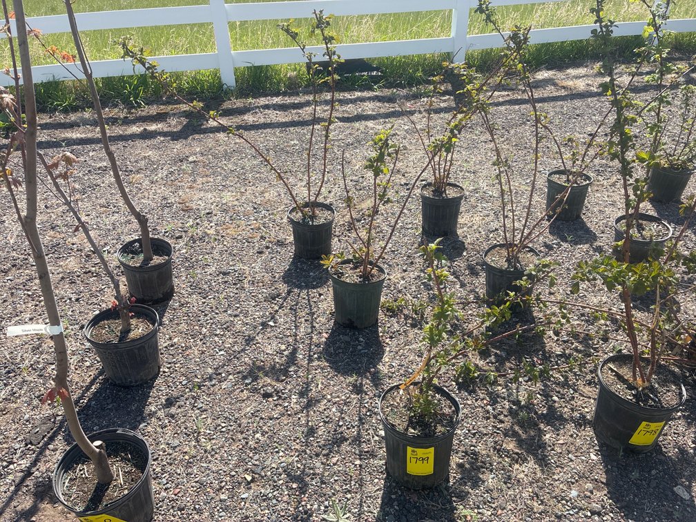 3- Raspberry Bush