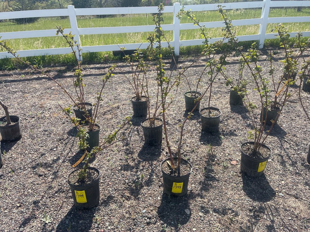 3- Raspberry Bush