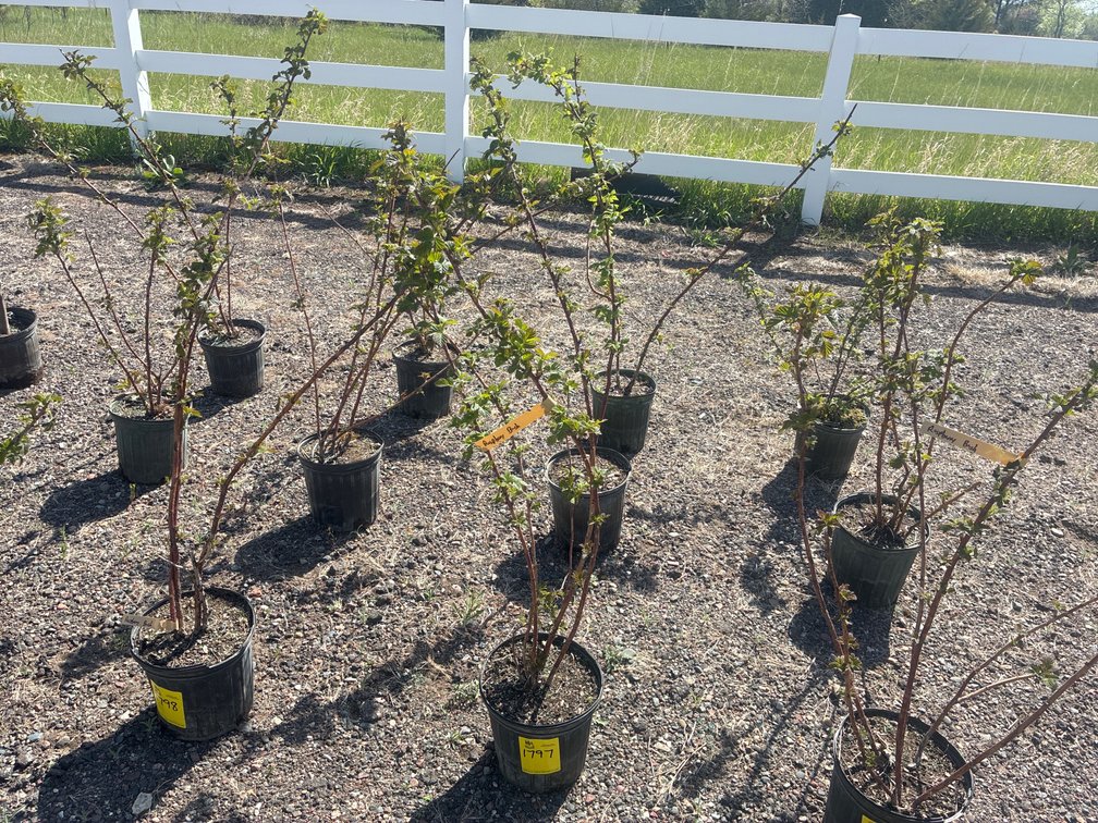 3- Raspberry Bush