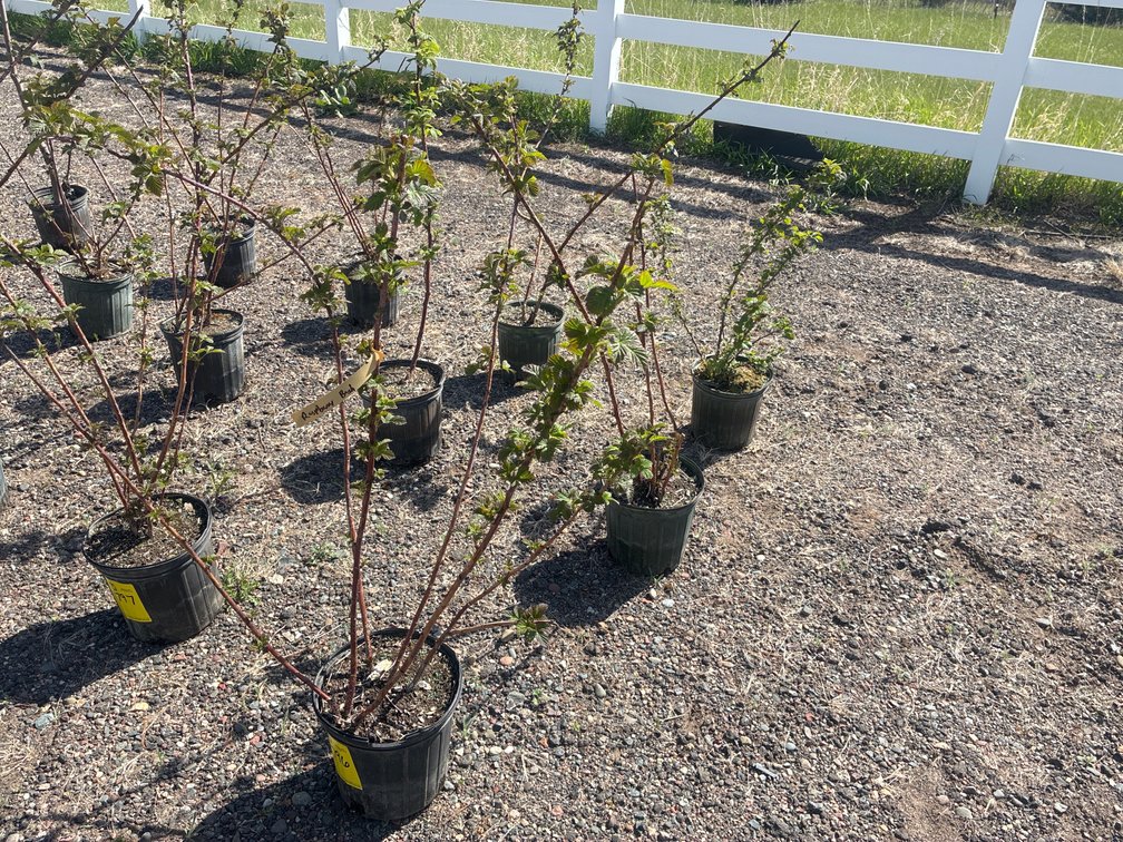 3- Raspberry Bush