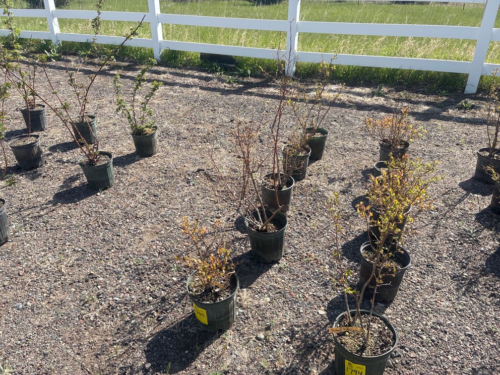 5- Blueberry Bush