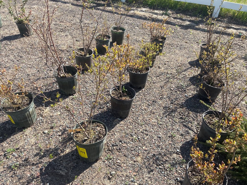 5- Blueberry Bush