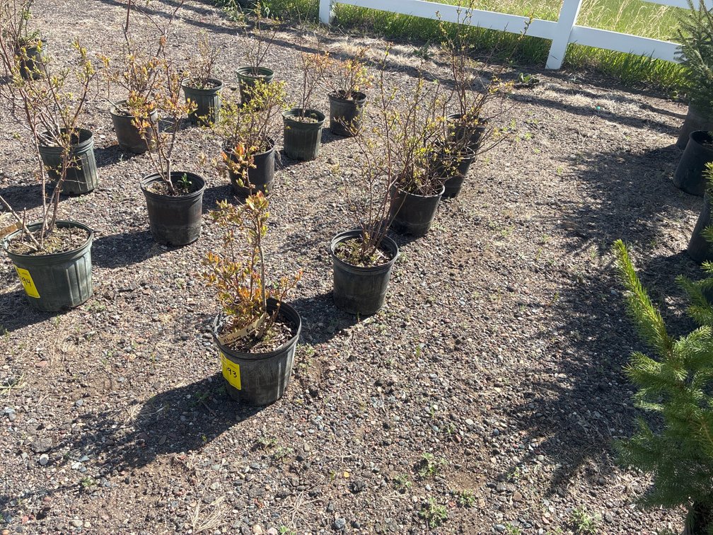 5- Blueberry Bush