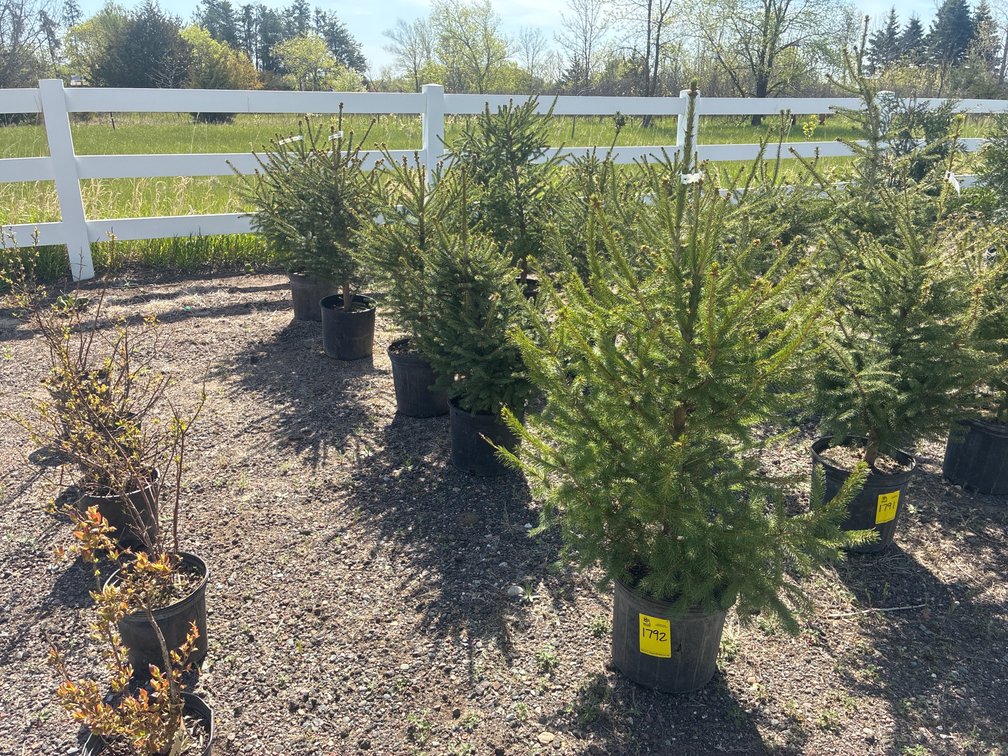 5- Norway Spruce