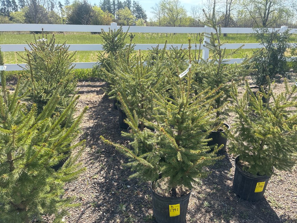 5- Norway Spruce