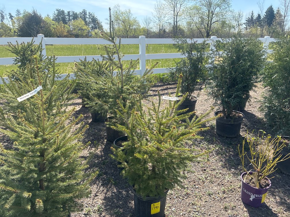 5- Norway Spruce