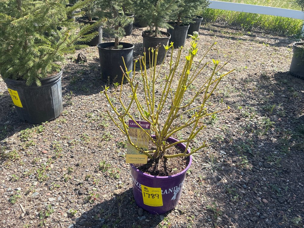 1- Yellowtwig Dogwood