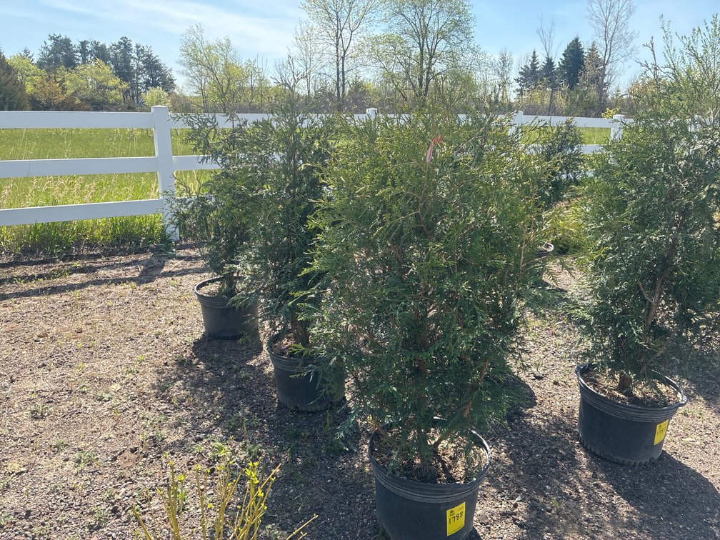 3- Techny Arborvitae