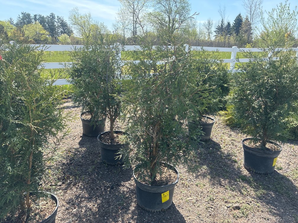 3- Techny Arborvitae