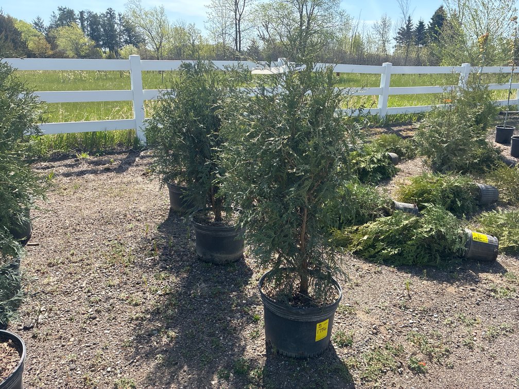 3- Techny Arborvitae