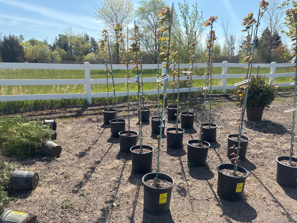 5- Autumn Blaze Maple