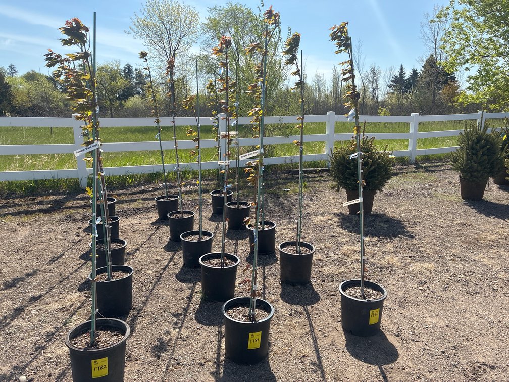 5- Autumn Blaze Maple