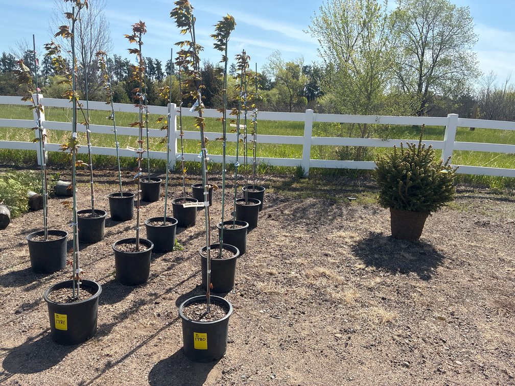 5- Autumn Blaze Maple